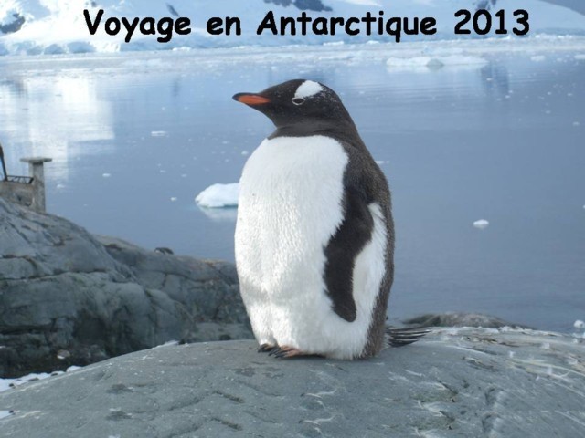 Antartique -1.jpg